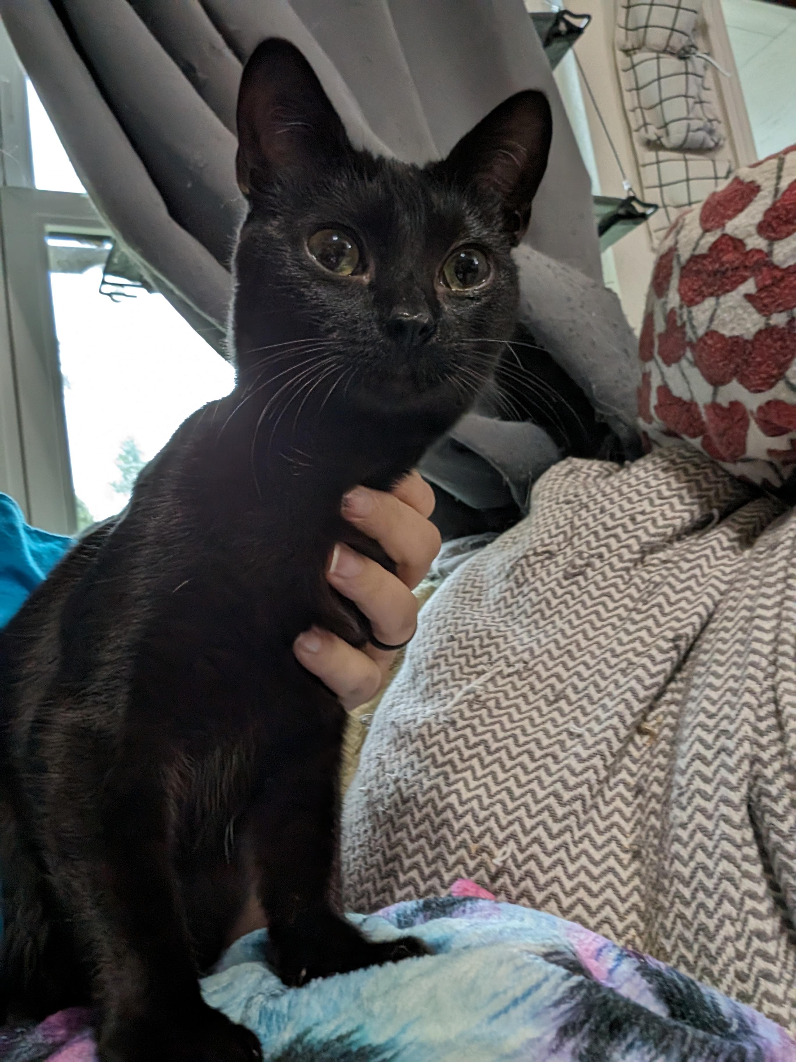 Enlarge Carter, a Adopted mixed breed in Cleburne, TX image 1/6