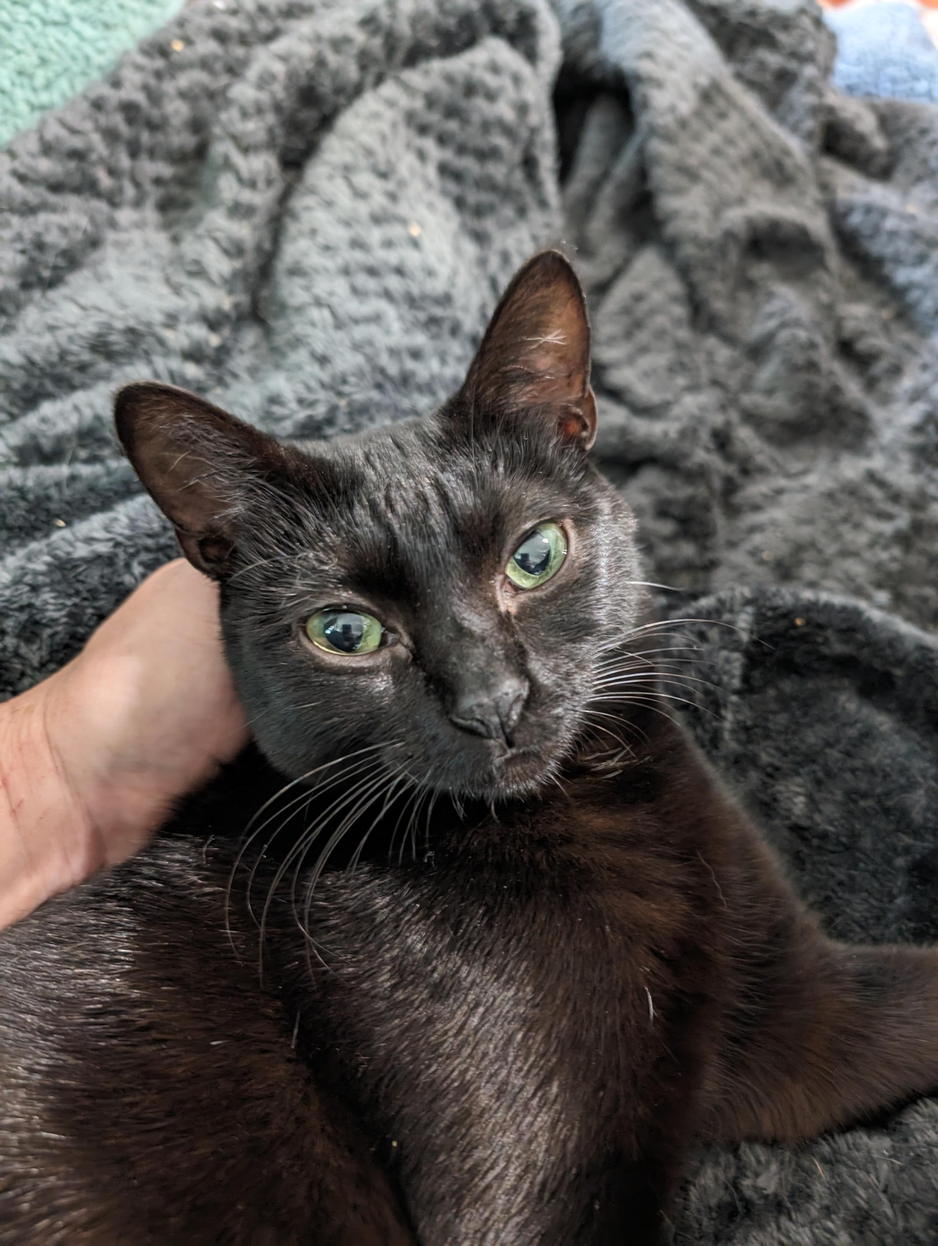 Enlarge Carter, a Adopted mixed breed in Cleburne, TX image 2/6