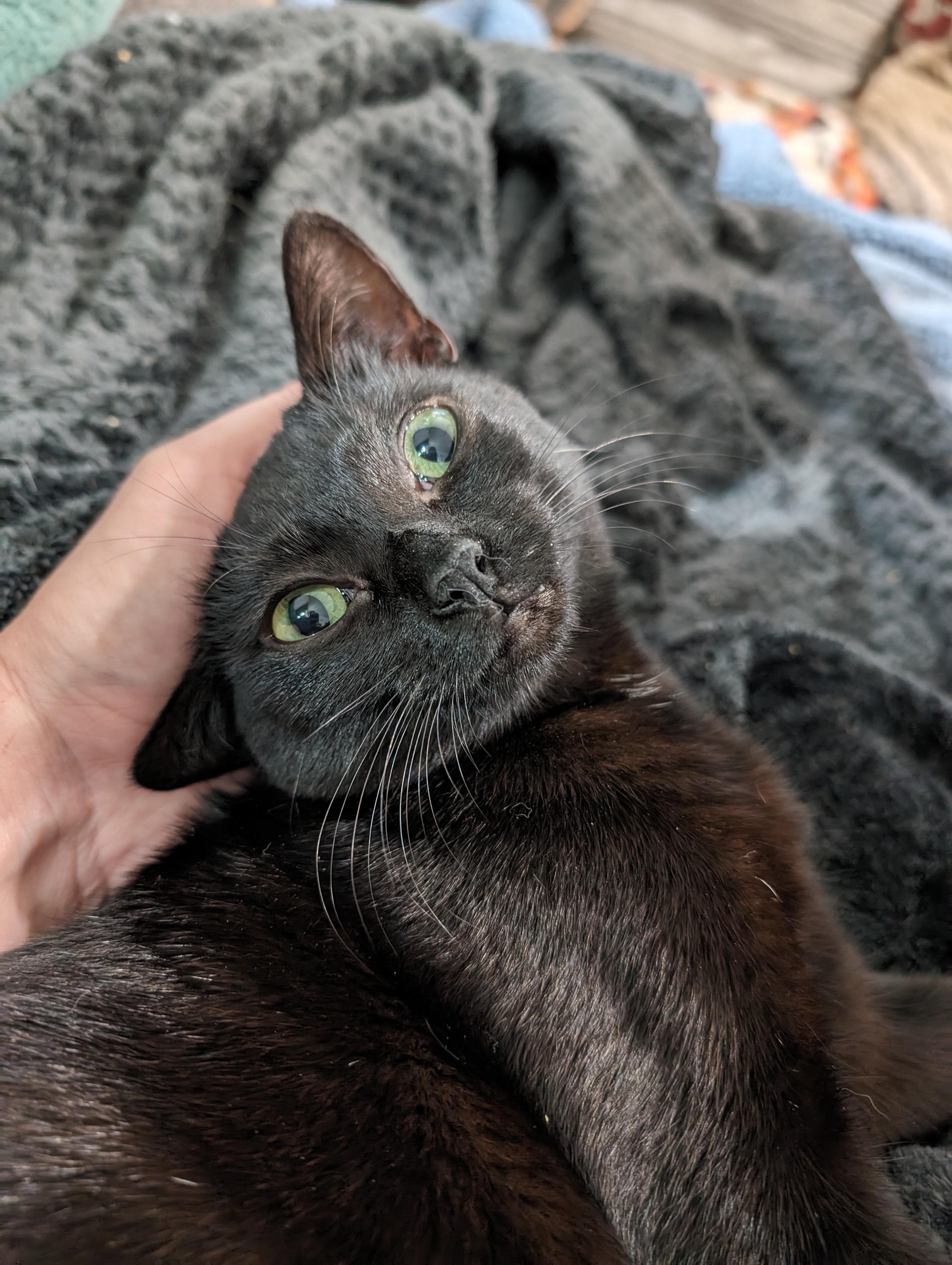 Enlarge Carter, a Adopted mixed breed in Cleburne, TX image 5/6