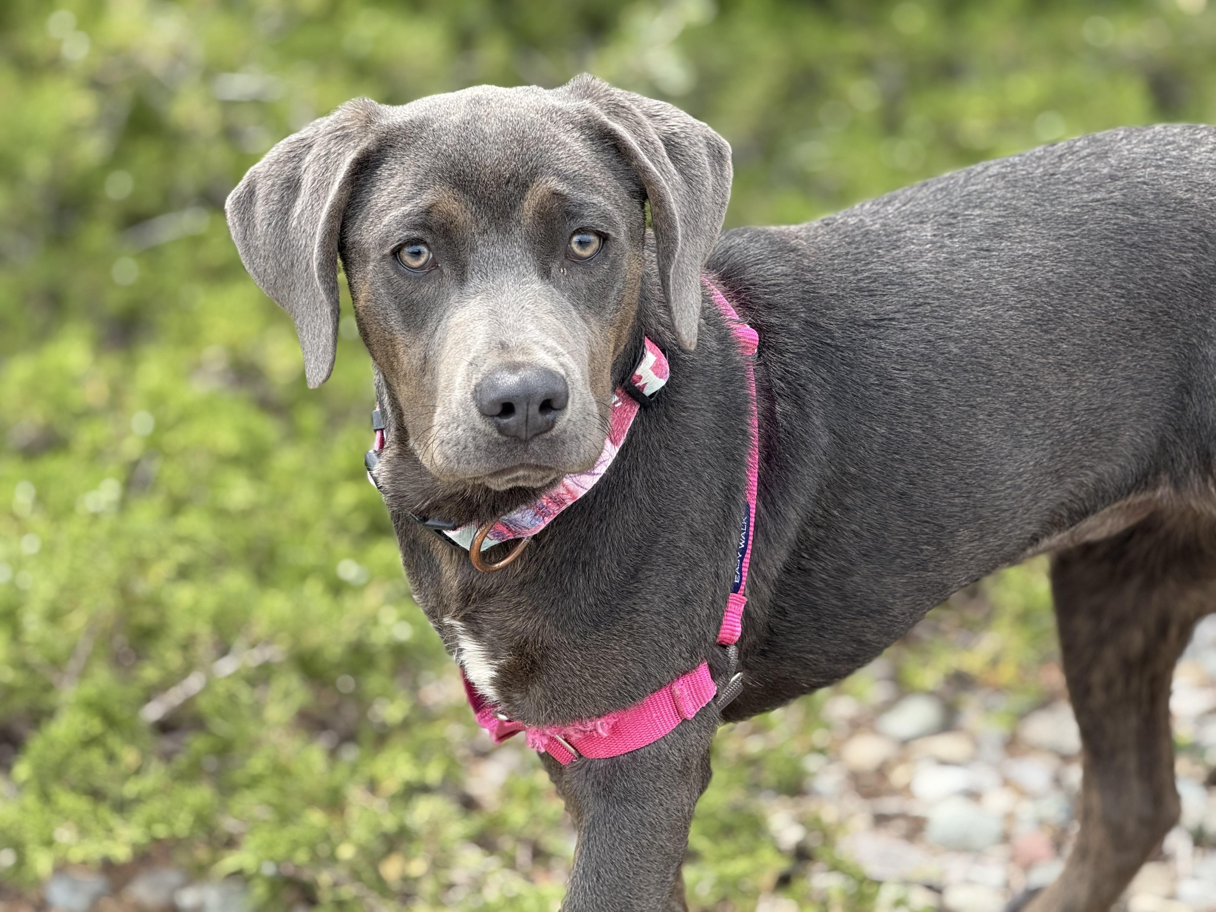 Fame, an adoptable Labrador Retriever, Rottweiler in Eagle, CO, 81631 | Photo Image 6