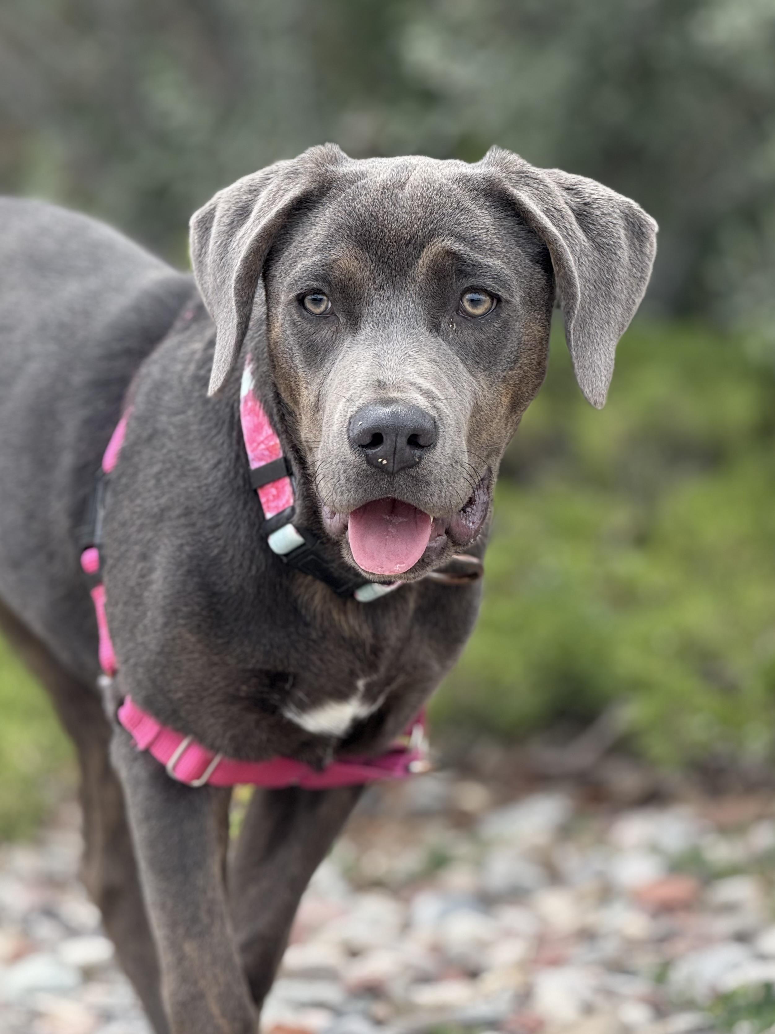 Fame, an adoptable Labrador Retriever, Rottweiler in Eagle, CO, 81631 | Photo Image 2