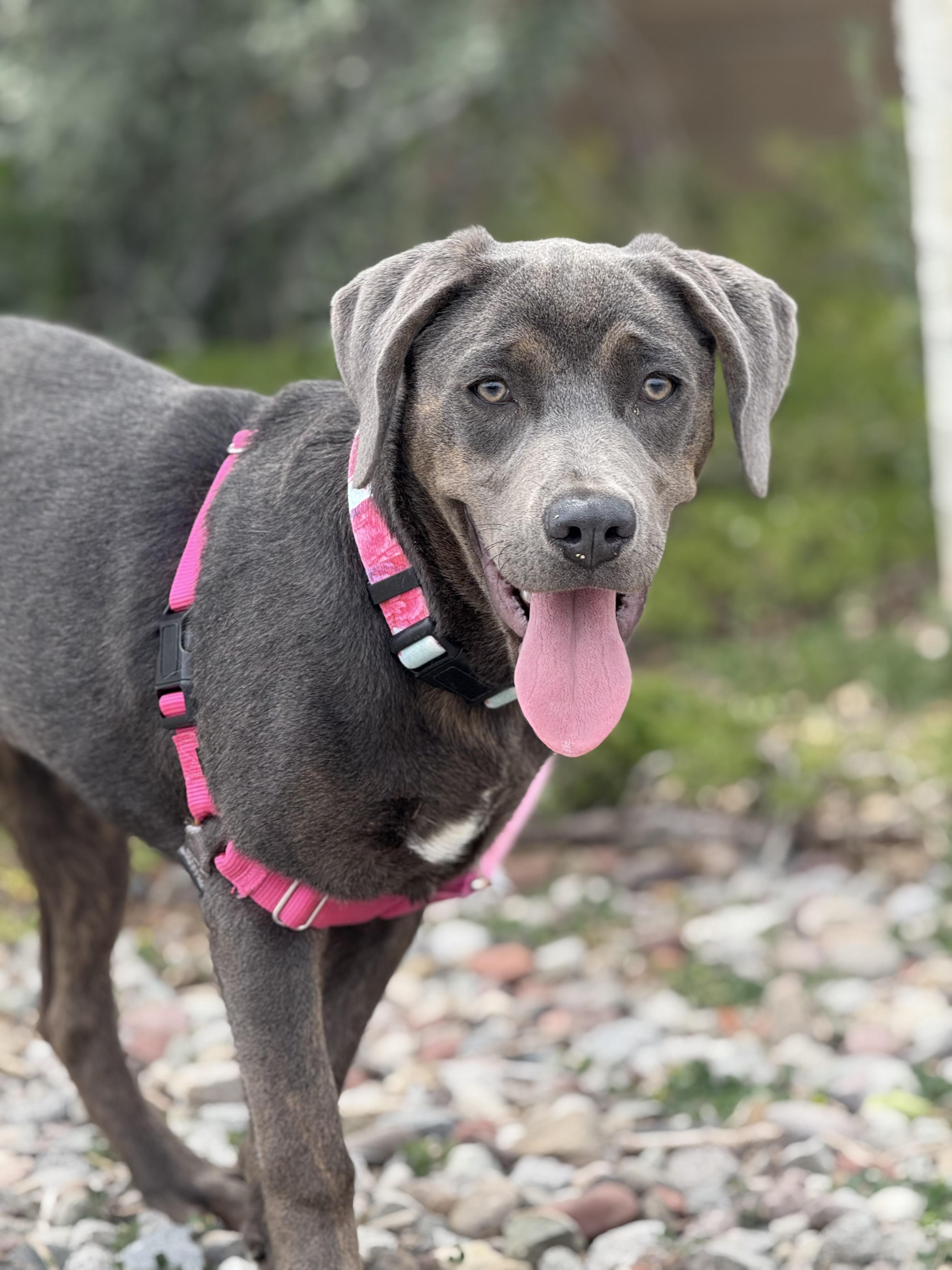 Fame, an adoptable Labrador Retriever, Rottweiler in Eagle, CO, 81631 | Photo Image 3