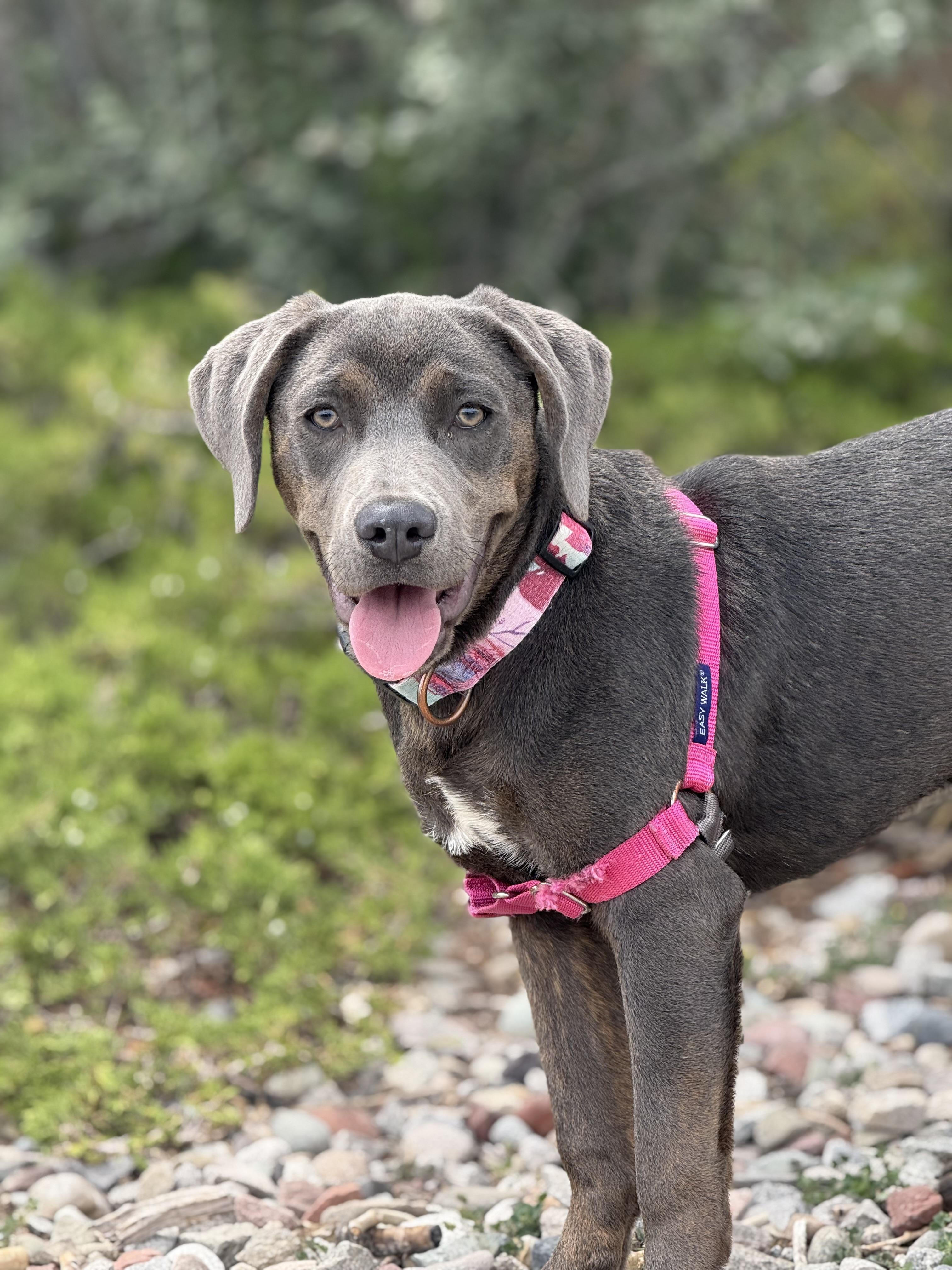 Fame, an adoptable Labrador Retriever, Rottweiler in Eagle, CO, 81631 | Photo Image 5