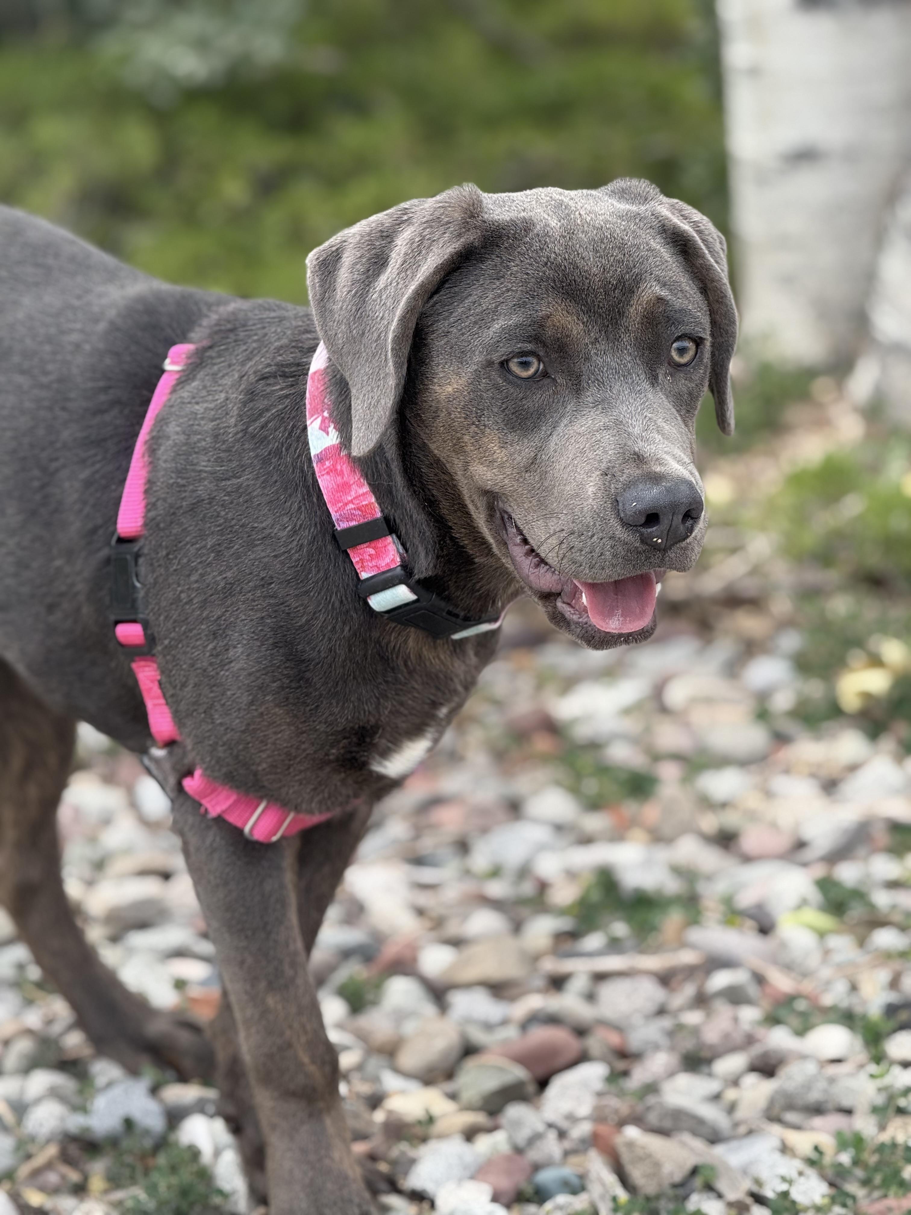 Fame, an adoptable Labrador Retriever, Rottweiler in Eagle, CO, 81631 | Photo Image 4
