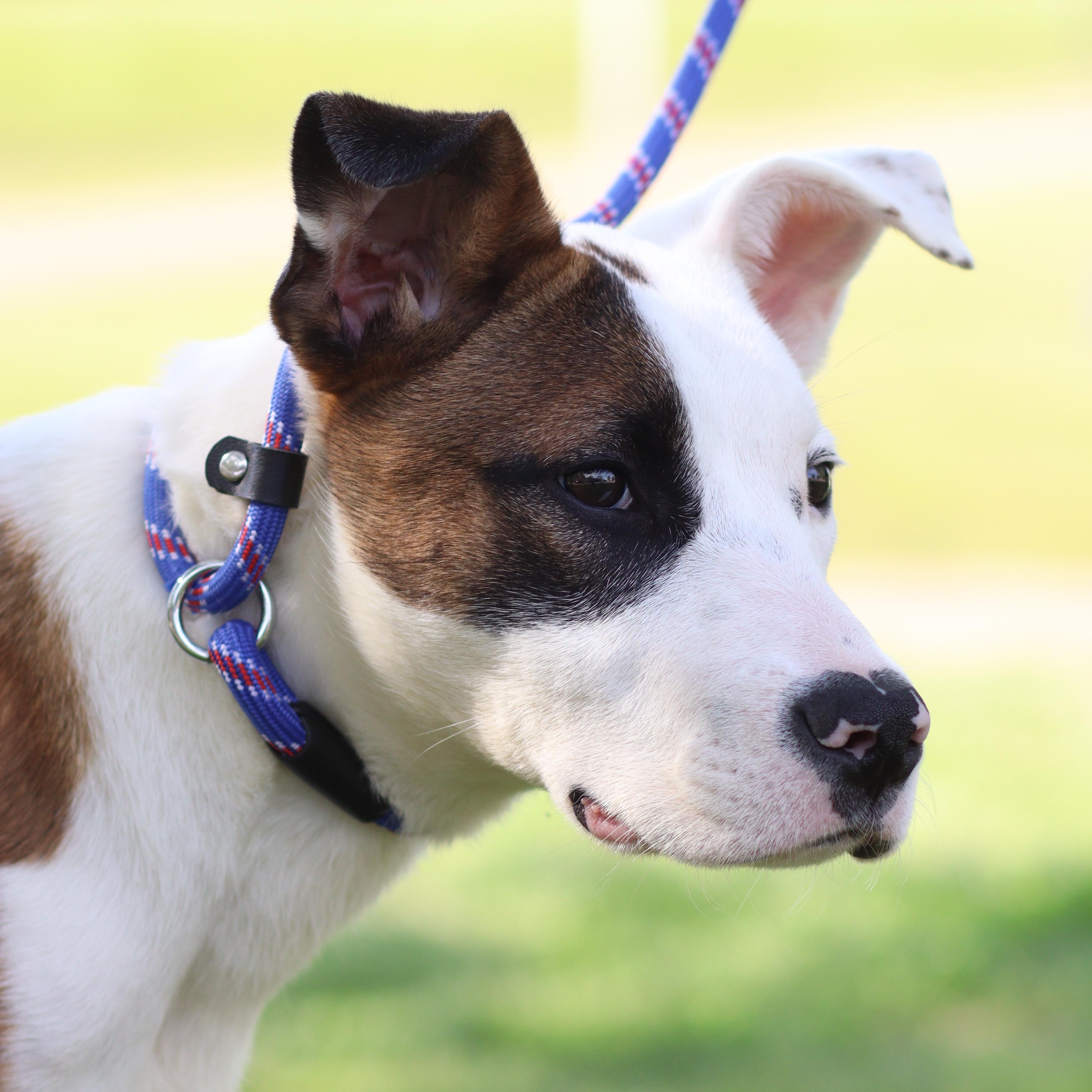 Enlarge Addie, a ADOPTABLE Mixed Breed in Collierville, TN image 1/4