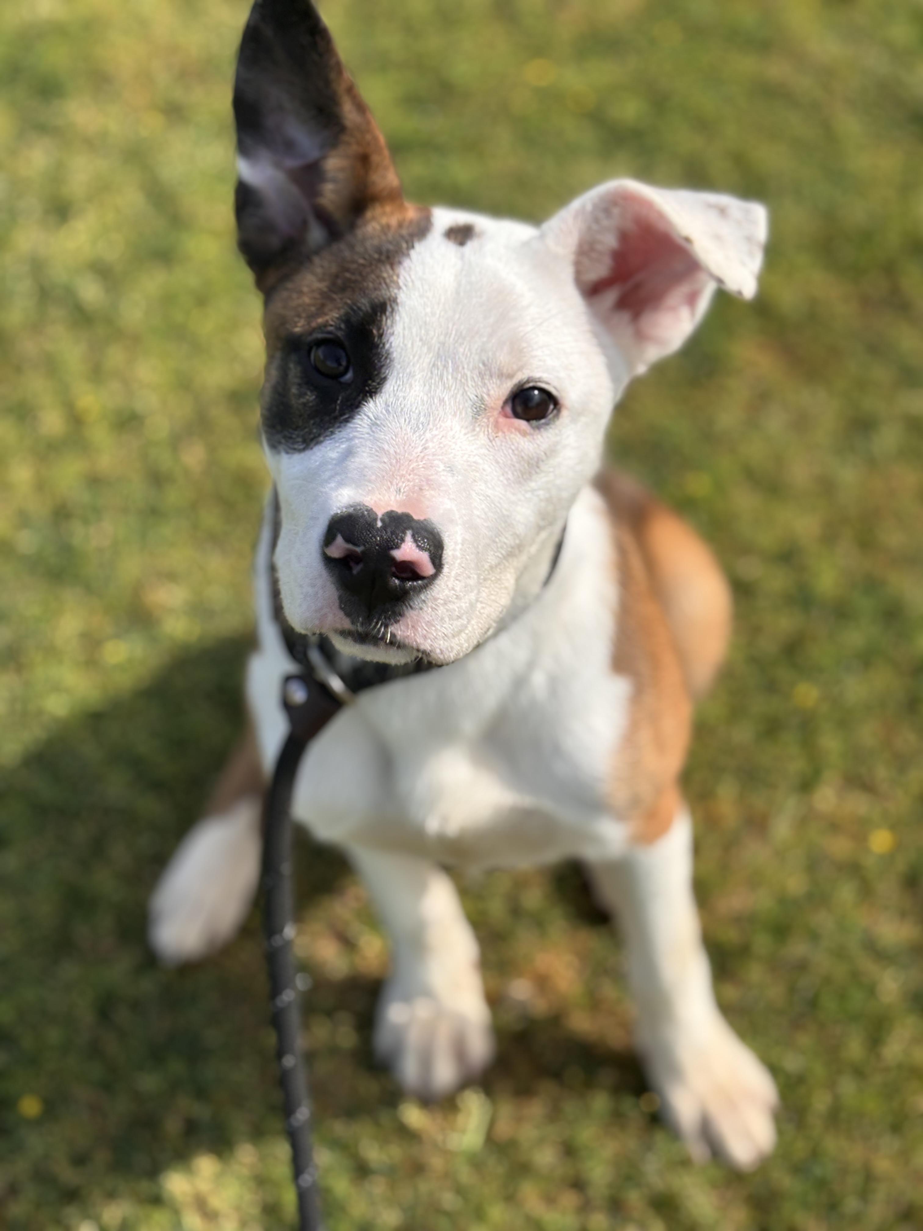 Enlarge Addie, a ADOPTABLE Mixed Breed in Collierville, TN image 3/4