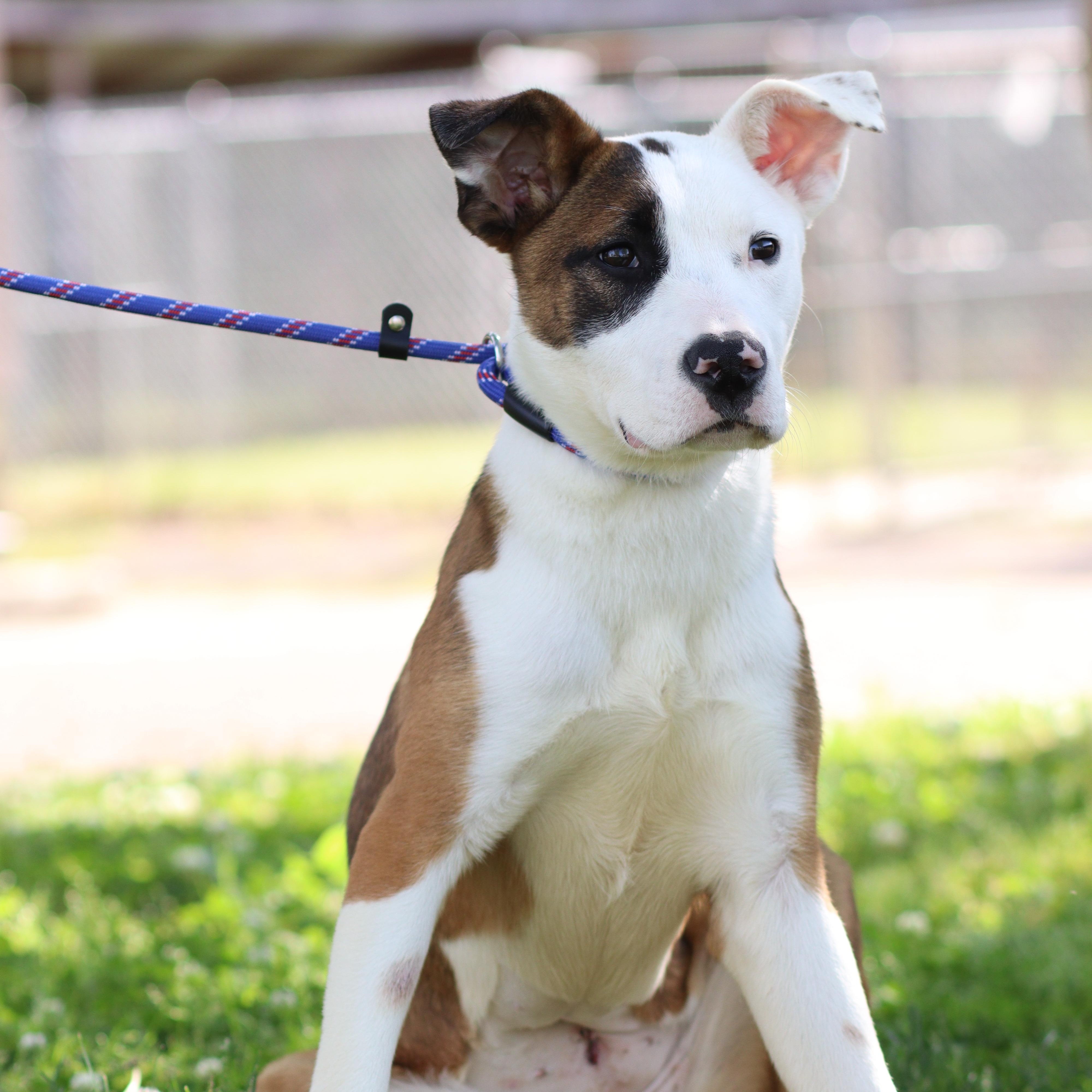 Enlarge Addie, a ADOPTABLE Mixed Breed in Collierville, TN image 2/4