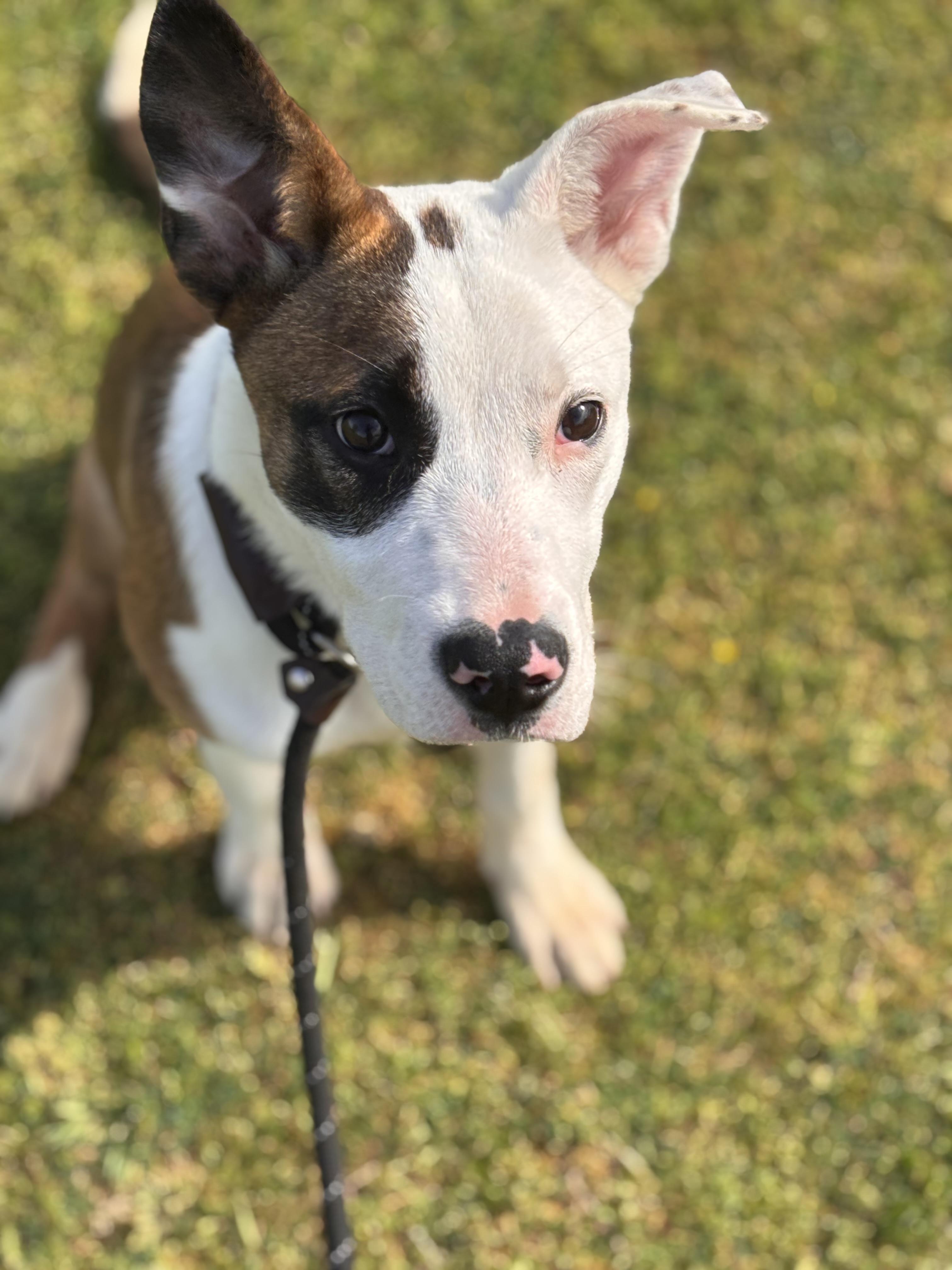 Enlarge Addie, a ADOPTABLE Mixed Breed in Collierville, TN image 4/4