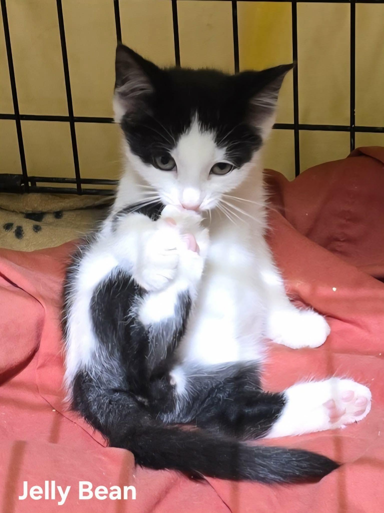 Jellybean, ADOPTABLE, Kitten Male Domestic Short Hair.