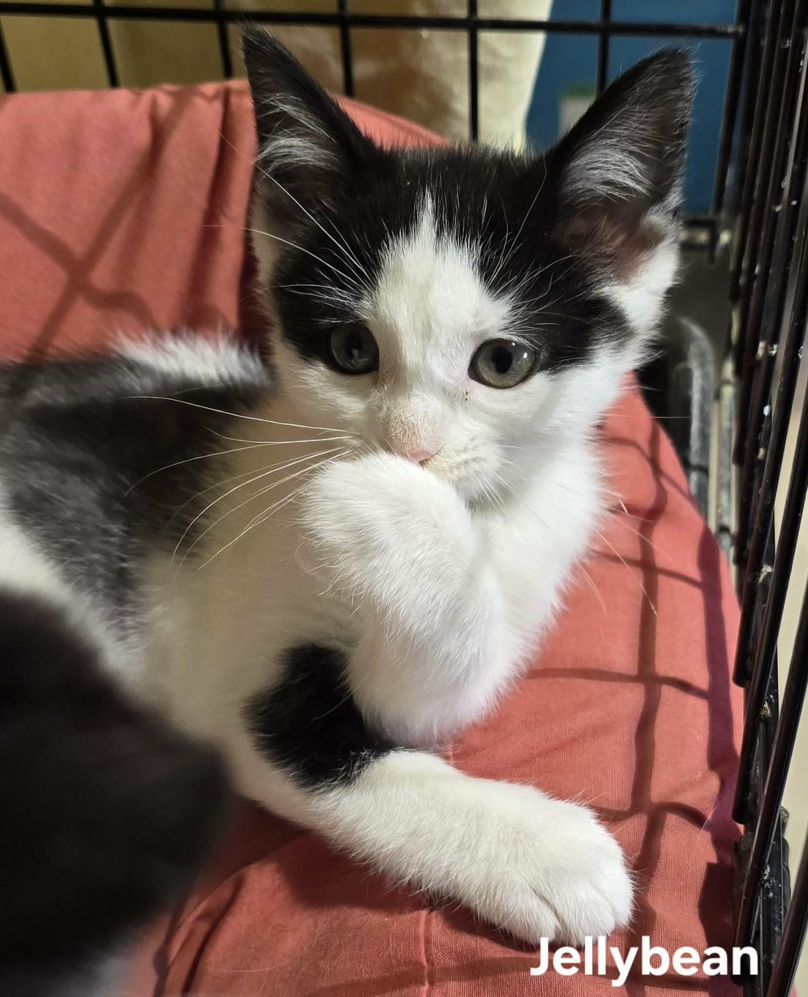 Enlarge Jellybean, a ADOPTABLE Domestic Short Hair in Stevensville, ON image 2/2