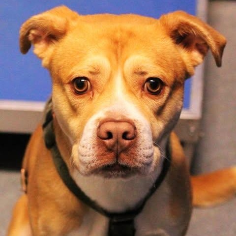 Enlarge 25-01881, an adoptable mixed breed in Fredericksburg, VA image 2/2