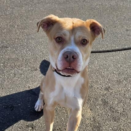 25-01881, adoptable, Adult Male Pit Bull Terrier.