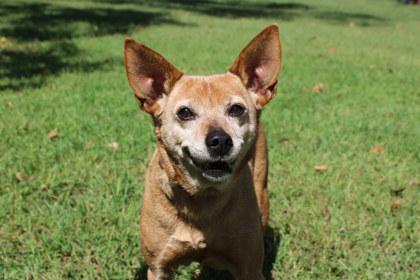 Roxy, Adoptable, Senior Female Terrier & Whippet.