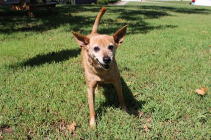 Enlarge Roxy, a Adoptable mixed breed in Kansas City, MO image 2/3