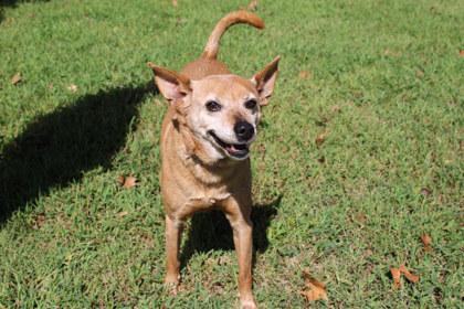 Enlarge Roxy, a Adoptable mixed breed in Kansas City, MO image 3/3