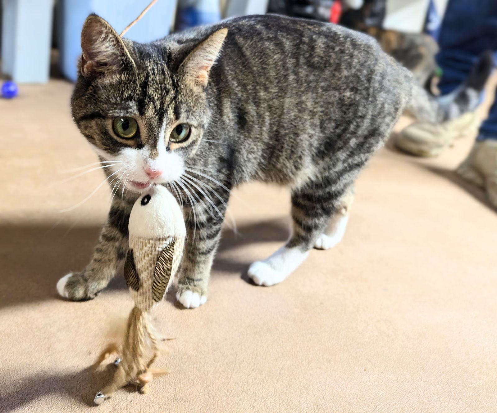 Candy — thumbnail 2