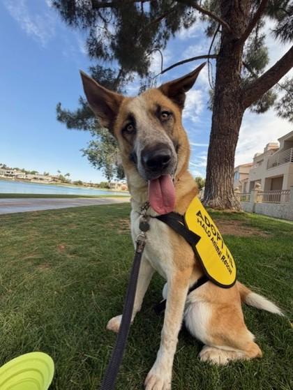 Enlarge Penny, a Adoptable mixed breed in Phoenix, AZ image 1/3