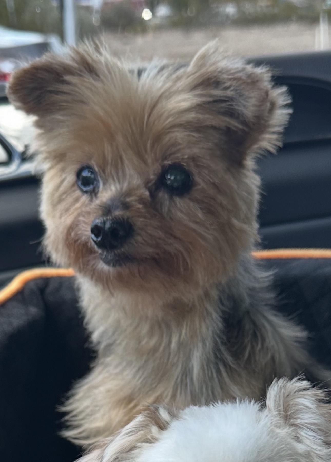 Enlarge Cha cha cha, a Adoptable Yorkshire Terrier in Henderson, NV image 2/4