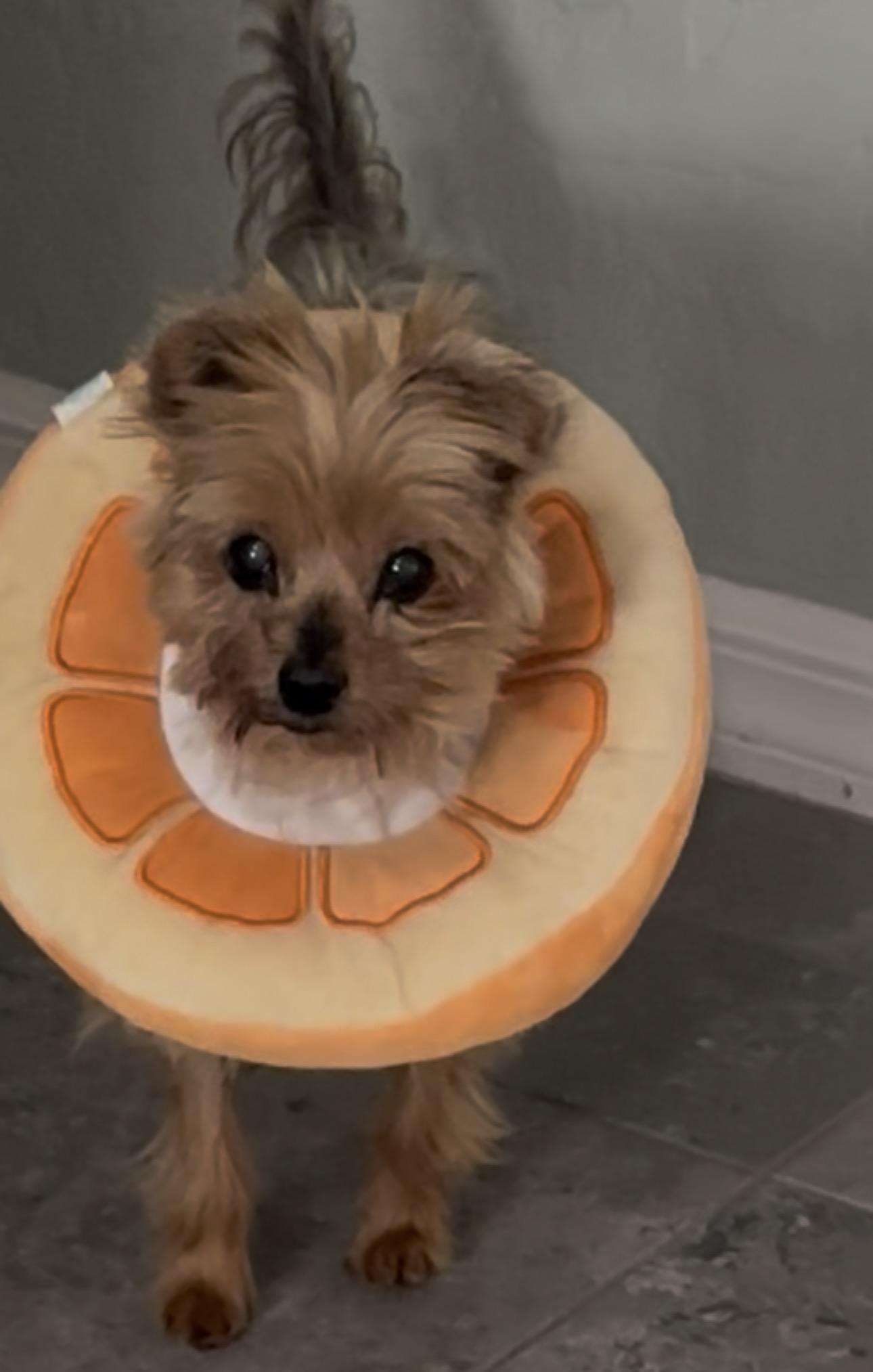 Enlarge Cha cha cha, a Adoptable Yorkshire Terrier in Henderson, NV image 1/4