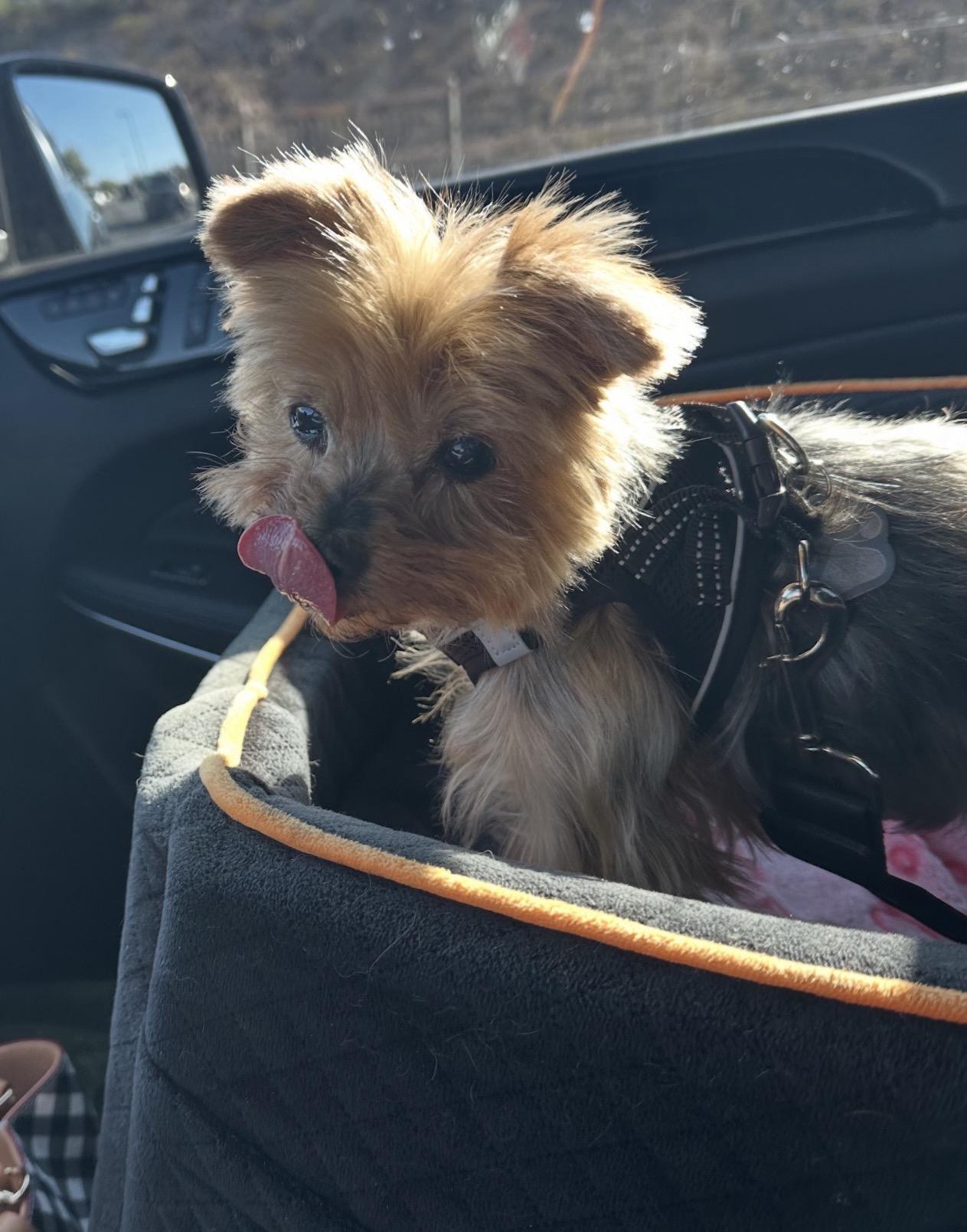 Enlarge Cha cha cha, a Adoptable Yorkshire Terrier in Henderson, NV image 3/4