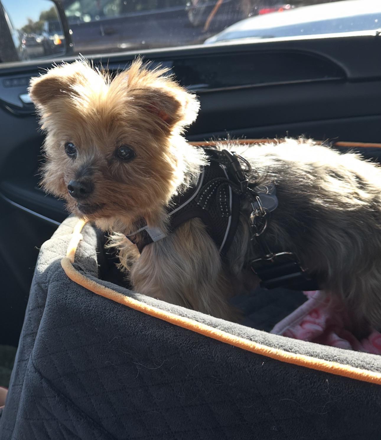 Enlarge Cha cha cha, a Adoptable Yorkshire Terrier in Henderson, NV image 4/4