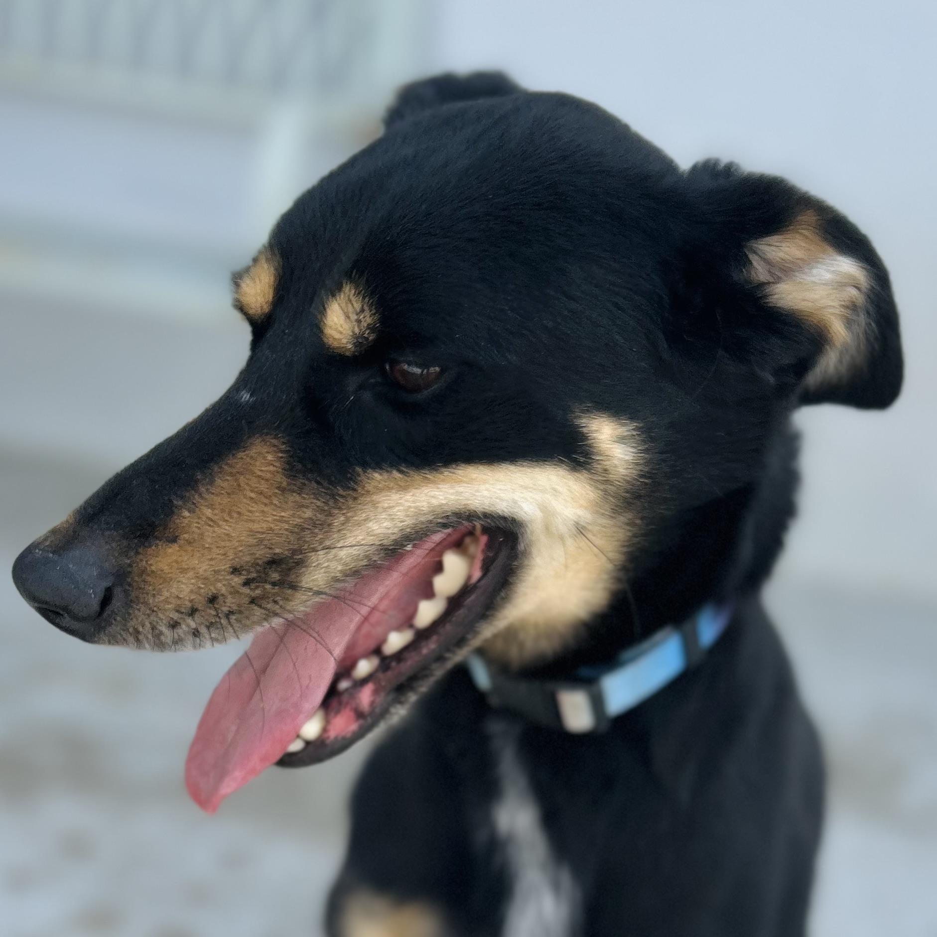 Enlarge Roxie, a ADOPTABLE mixed breed in Seguin, TX image 2/6
