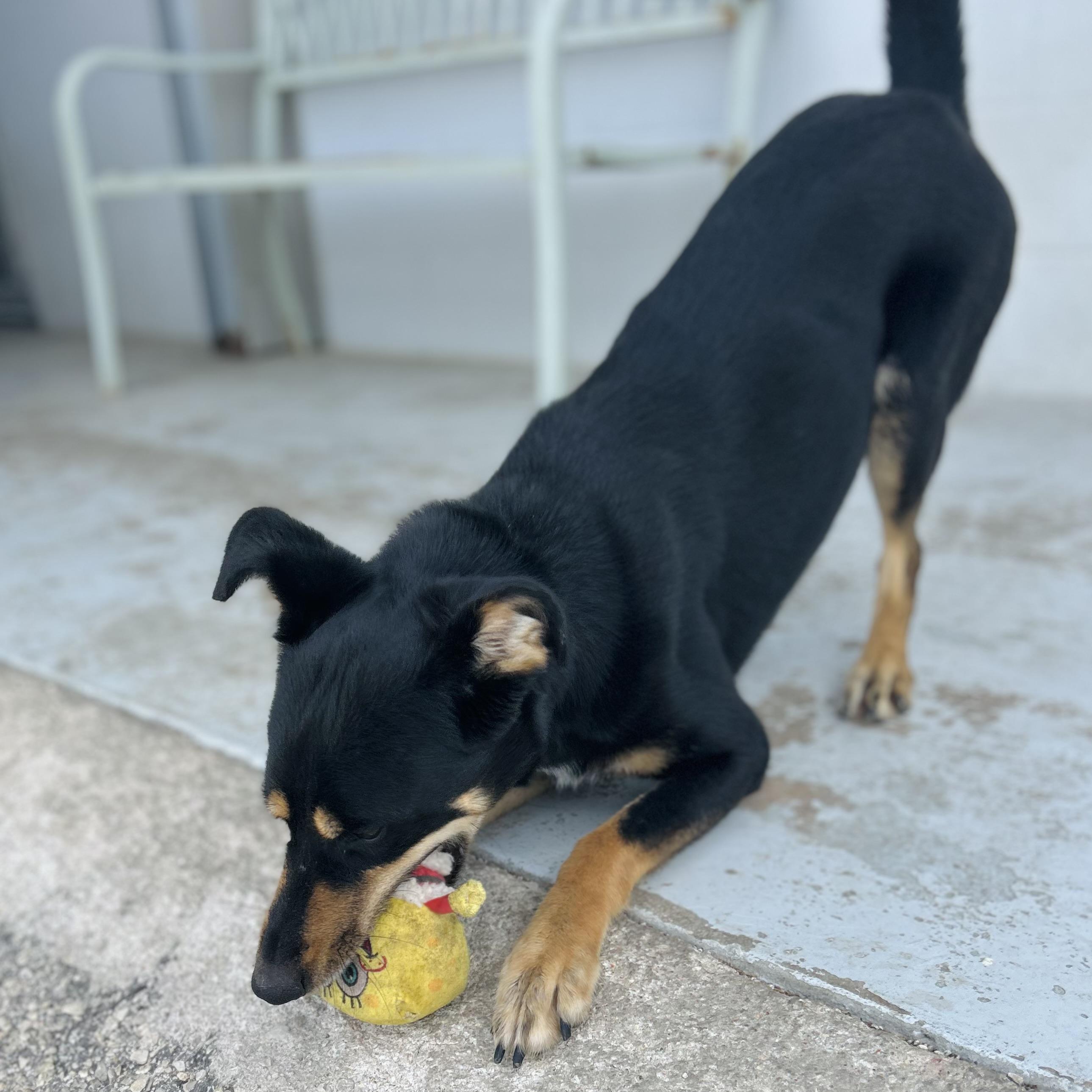 Enlarge Roxie, a ADOPTABLE mixed breed in Seguin, TX image 6/6