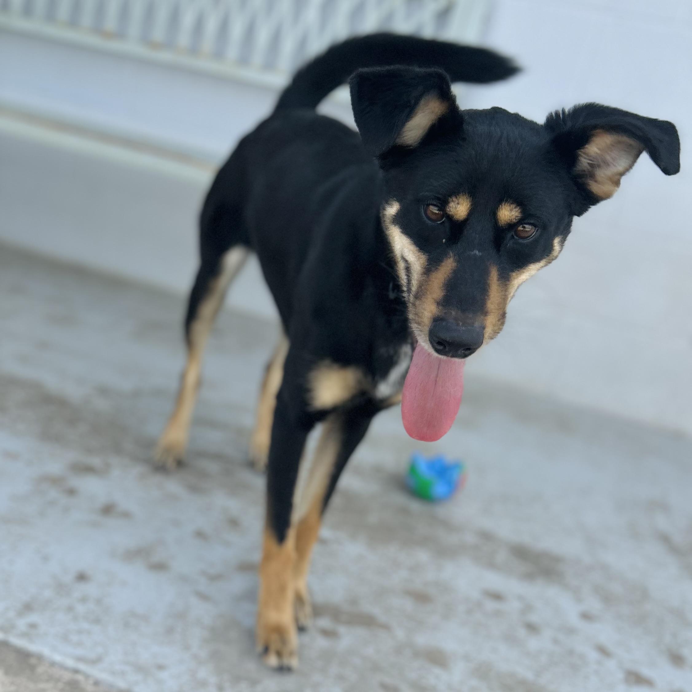 Enlarge Roxie, a ADOPTABLE mixed breed in Seguin, TX image 5/6