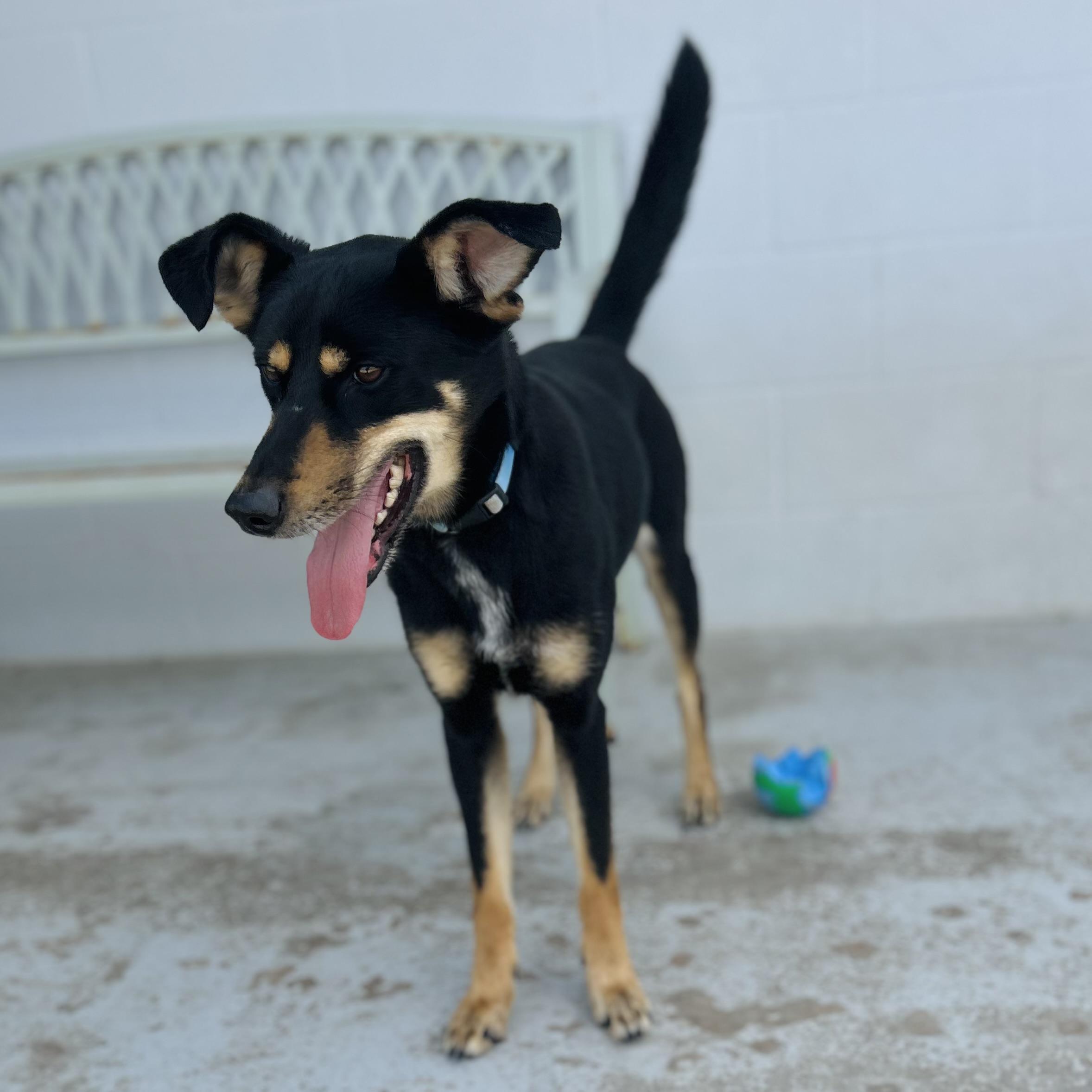 Enlarge Roxie, a ADOPTABLE mixed breed in Seguin, TX image 4/6