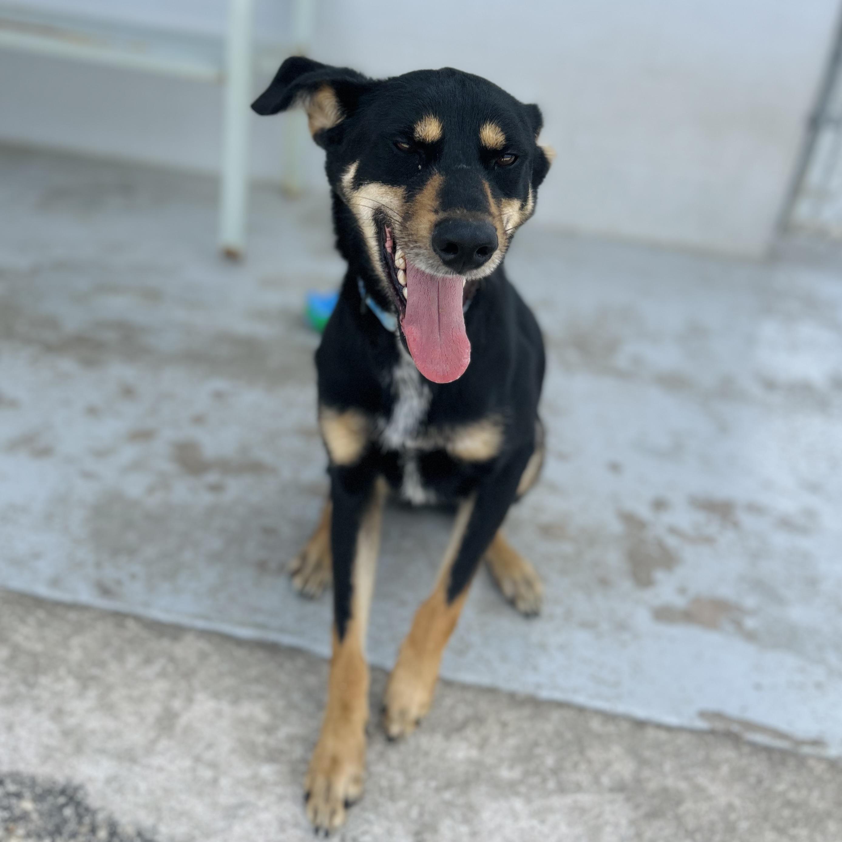 Enlarge Roxie, a ADOPTABLE mixed breed in Seguin, TX image 1/6