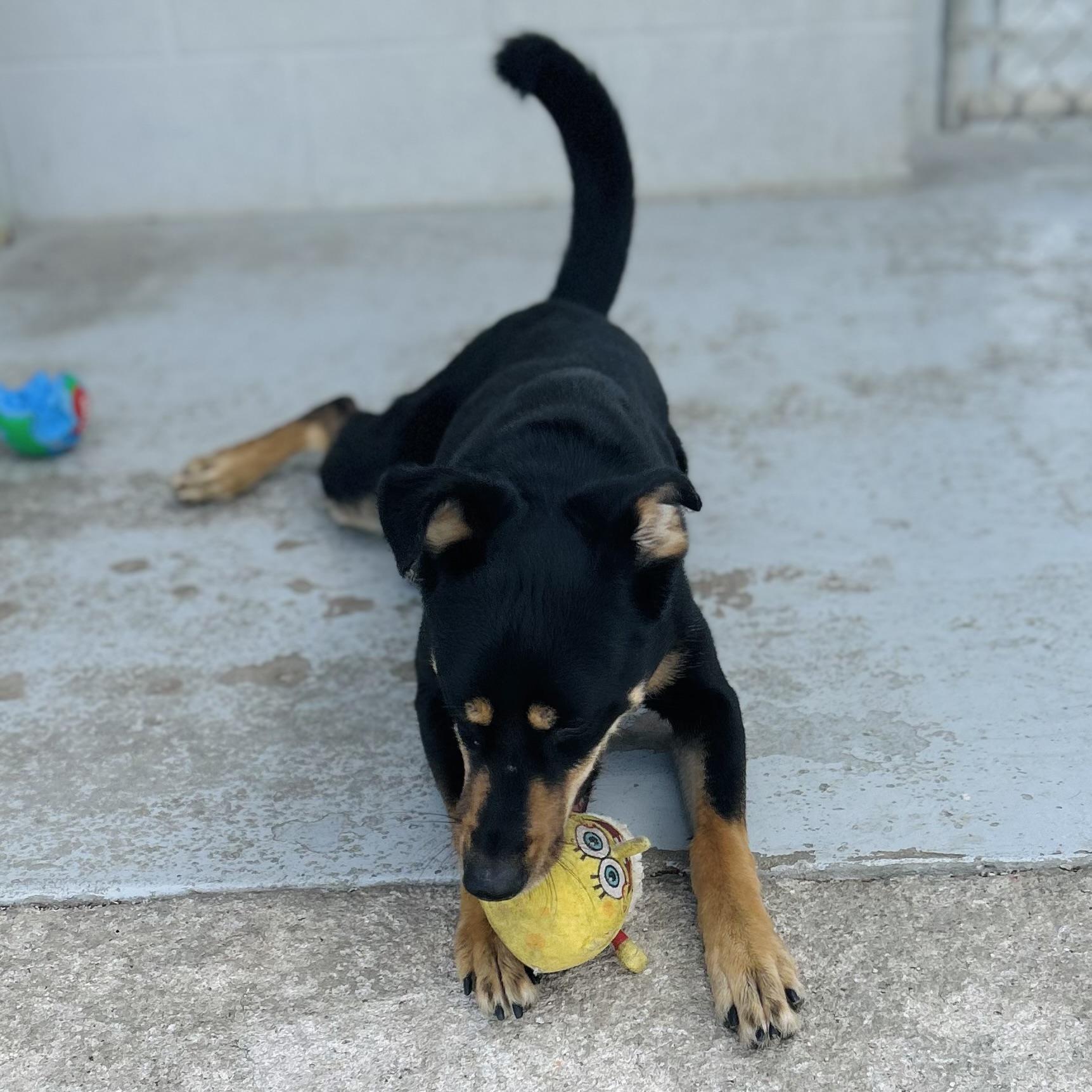 Enlarge Roxie, a ADOPTABLE mixed breed in Seguin, TX image 3/6