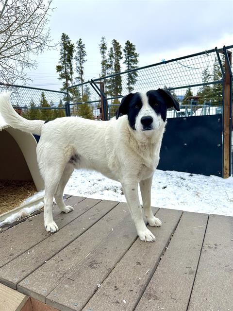 JULIUS, Adoptable, Adult Male Border Collie & Mixed Breed.