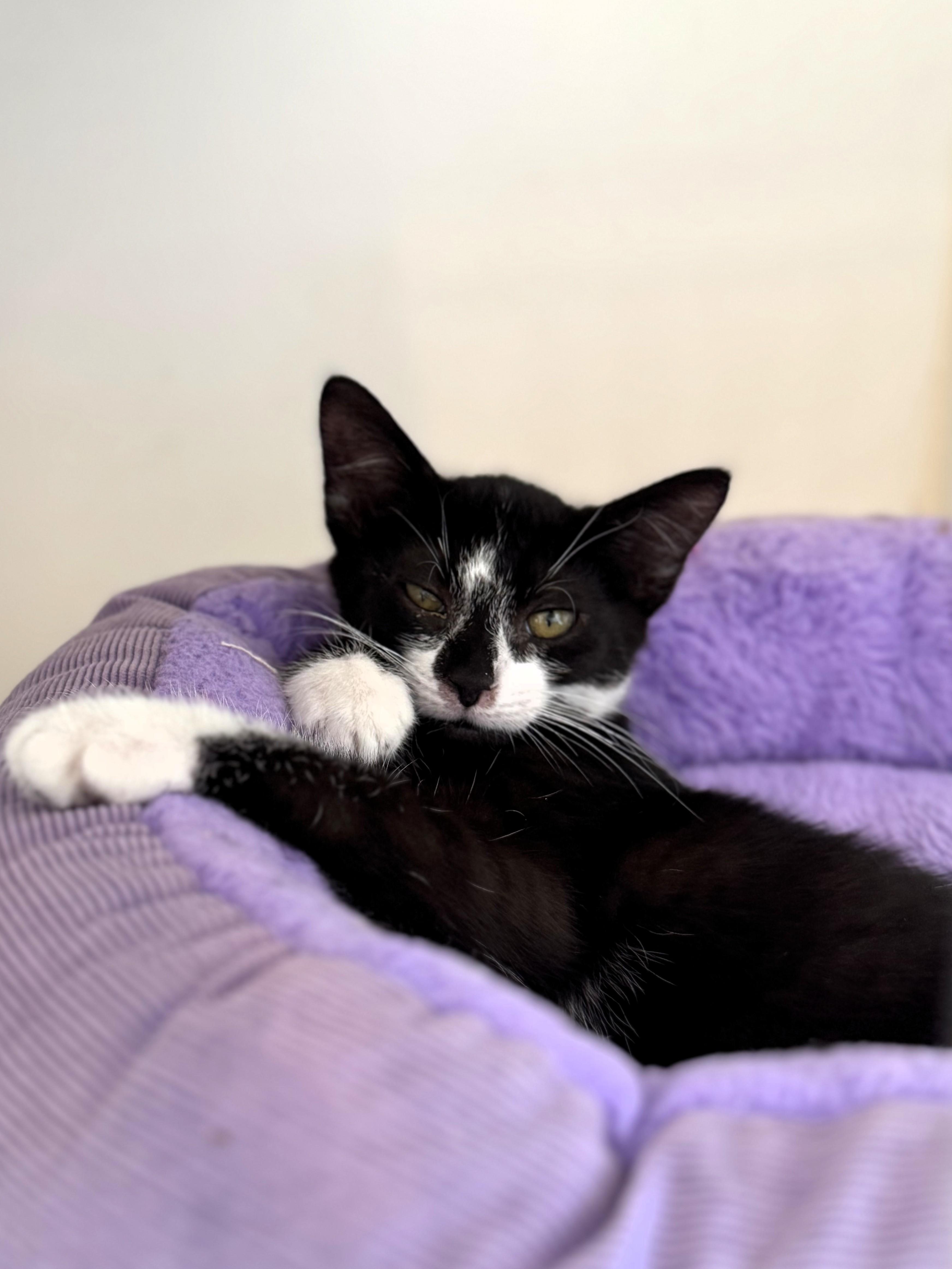 Enlarge Reign, a Adoptable Domestic Short Hair in Pekin, IL image 2/2