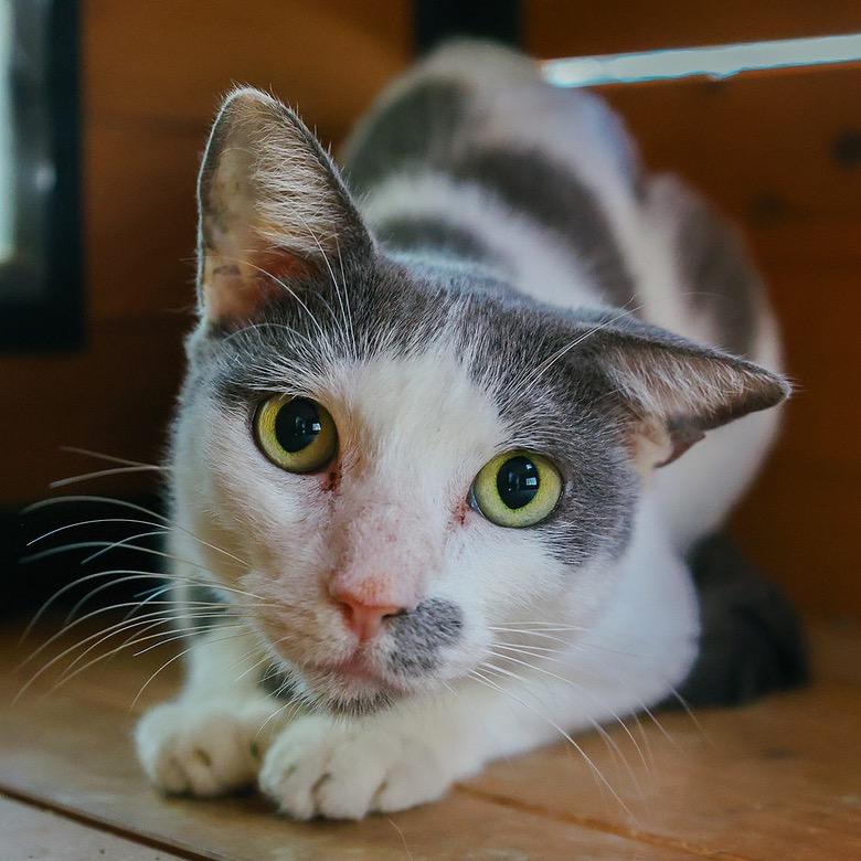 Sage, a Adoptable Domestic Short Hair in Pauls Valley, OK image 2/2