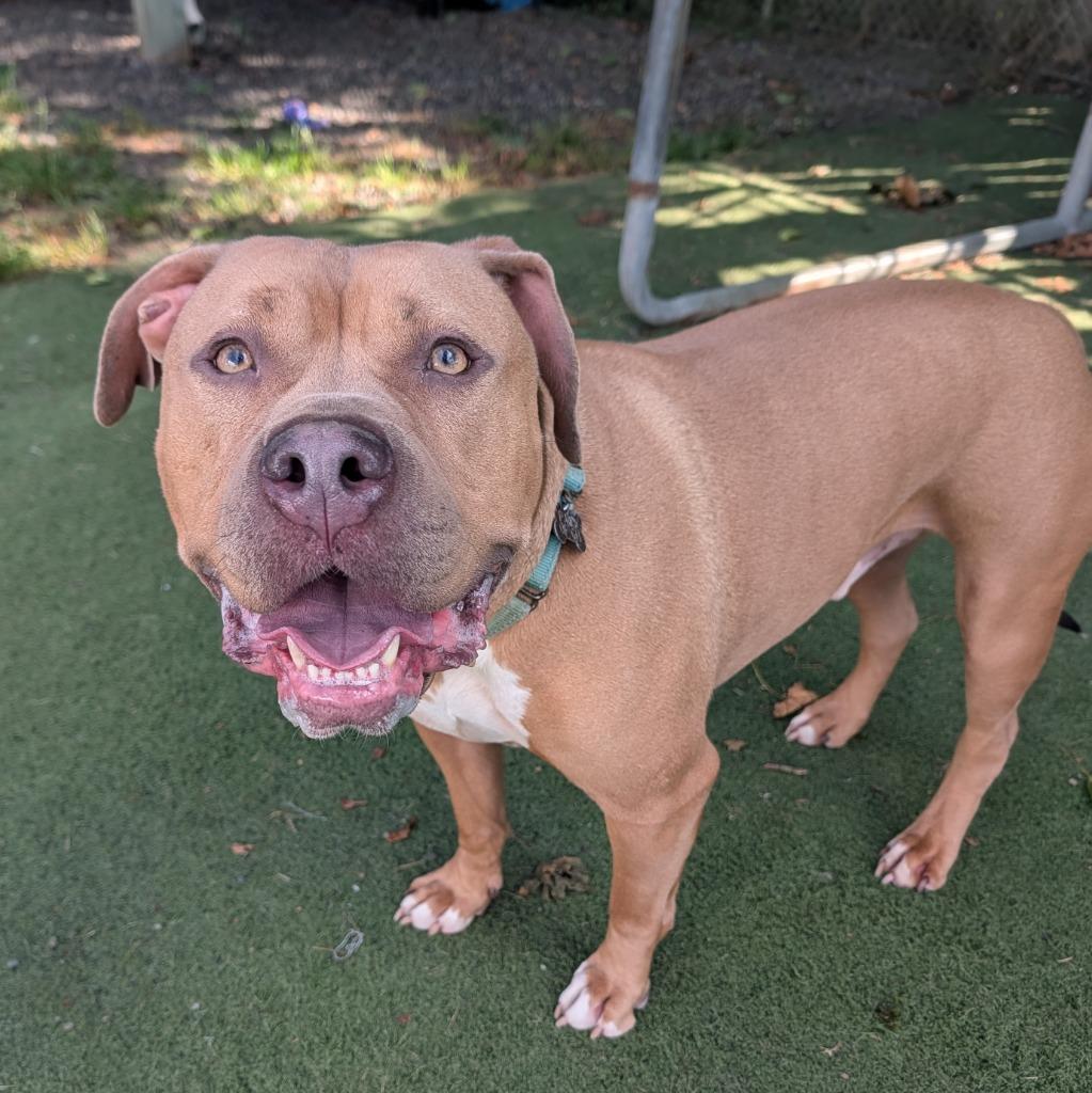 Bug, Adoptable, Adult Male Pit Bull Terrier.