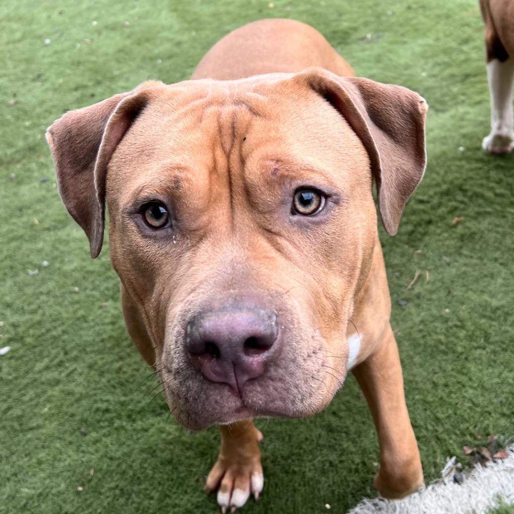 Enlarge Bug, a Adoptable Pit Bull Terrier in Aberdeen, WA image 1/6