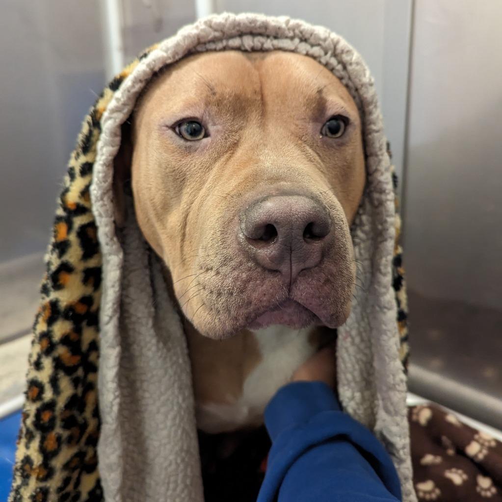 Enlarge Bug, a Adoptable Pit Bull Terrier in Aberdeen, WA image 2/6