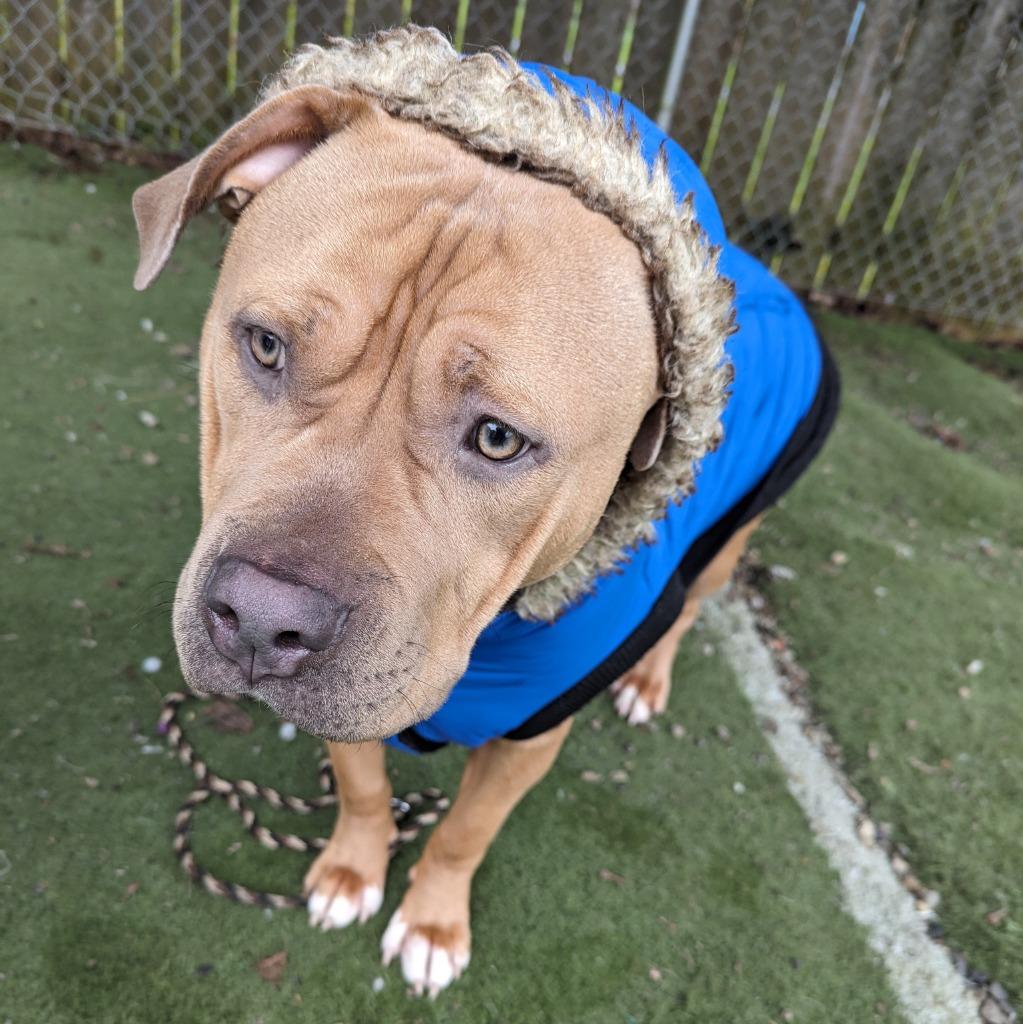 Enlarge Bug, a Adoptable Pit Bull Terrier in Aberdeen, WA image 3/6
