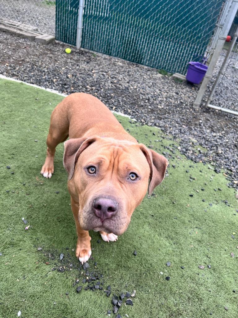 Enlarge Bug, a Adoptable Pit Bull Terrier in Aberdeen, WA image 4/6