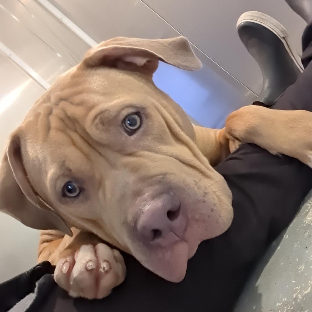 Enlarge Bug, a Adoptable Pit Bull Terrier in Aberdeen, WA image 5/6