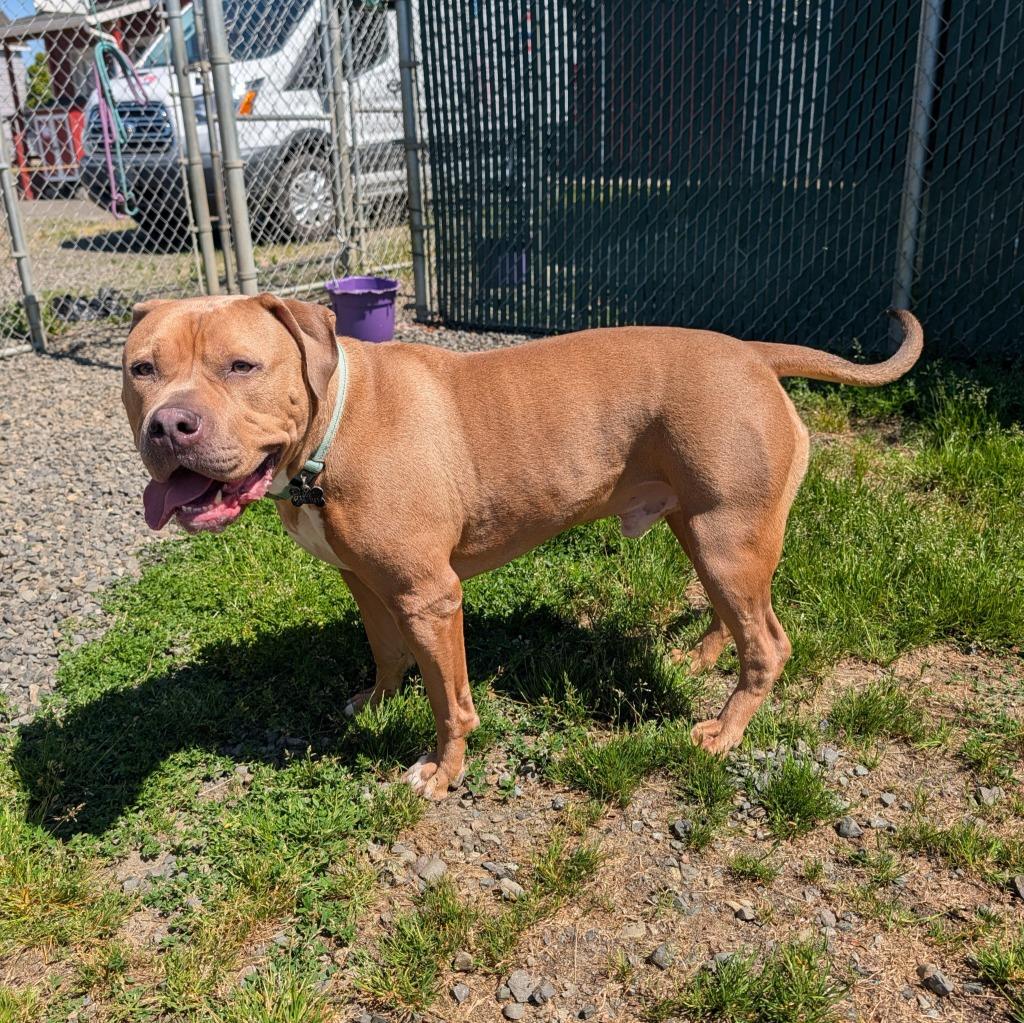 Enlarge Bug, a Adoptable Pit Bull Terrier in Aberdeen, WA image 6/6