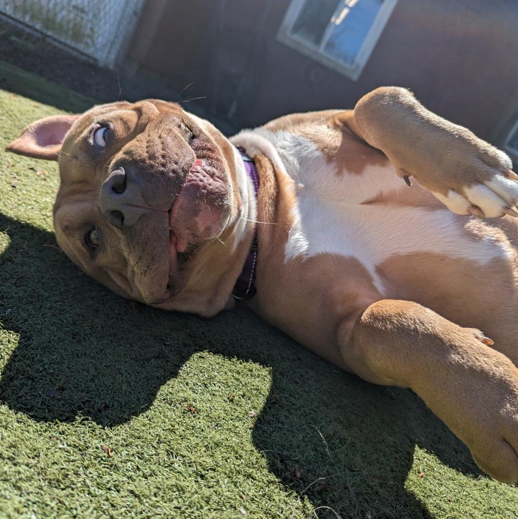 Enlarge Bug, a Adoptable Pit Bull Terrier in Aberdeen, WA image 6/6