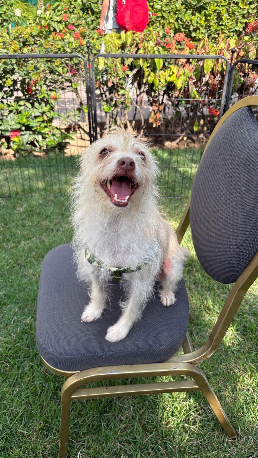 Enlarge Guero, an adopted mixed breed in Vancouver, BC image 3/6