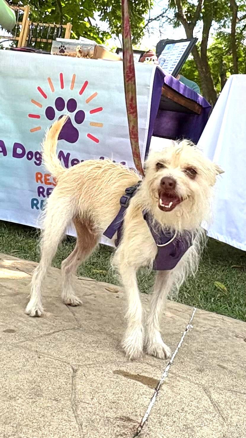 Enlarge Guero, an adopted mixed breed in Vancouver, BC image 2/6