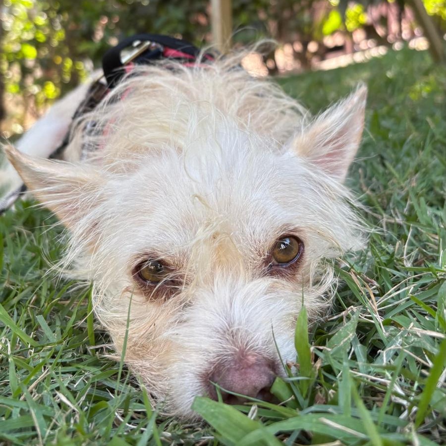 Guero, adopted, Adult Male Mixed Breed & Terrier.