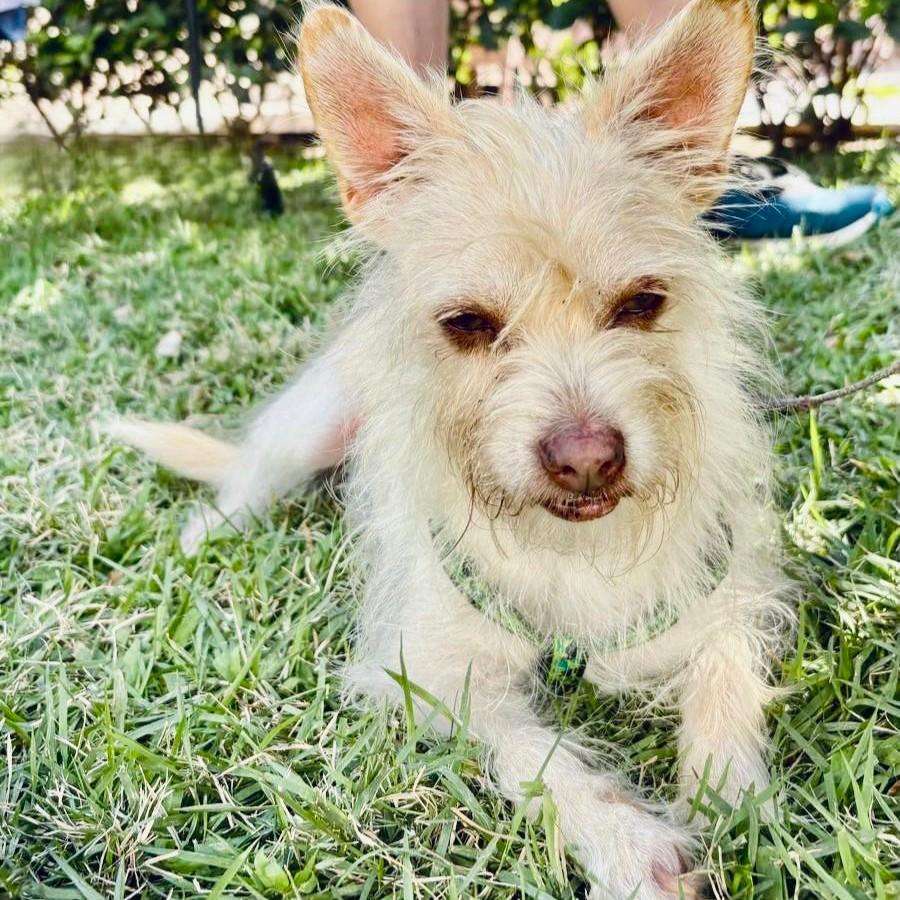 Enlarge Guero, an adopted mixed breed in Vancouver, BC image 6/6