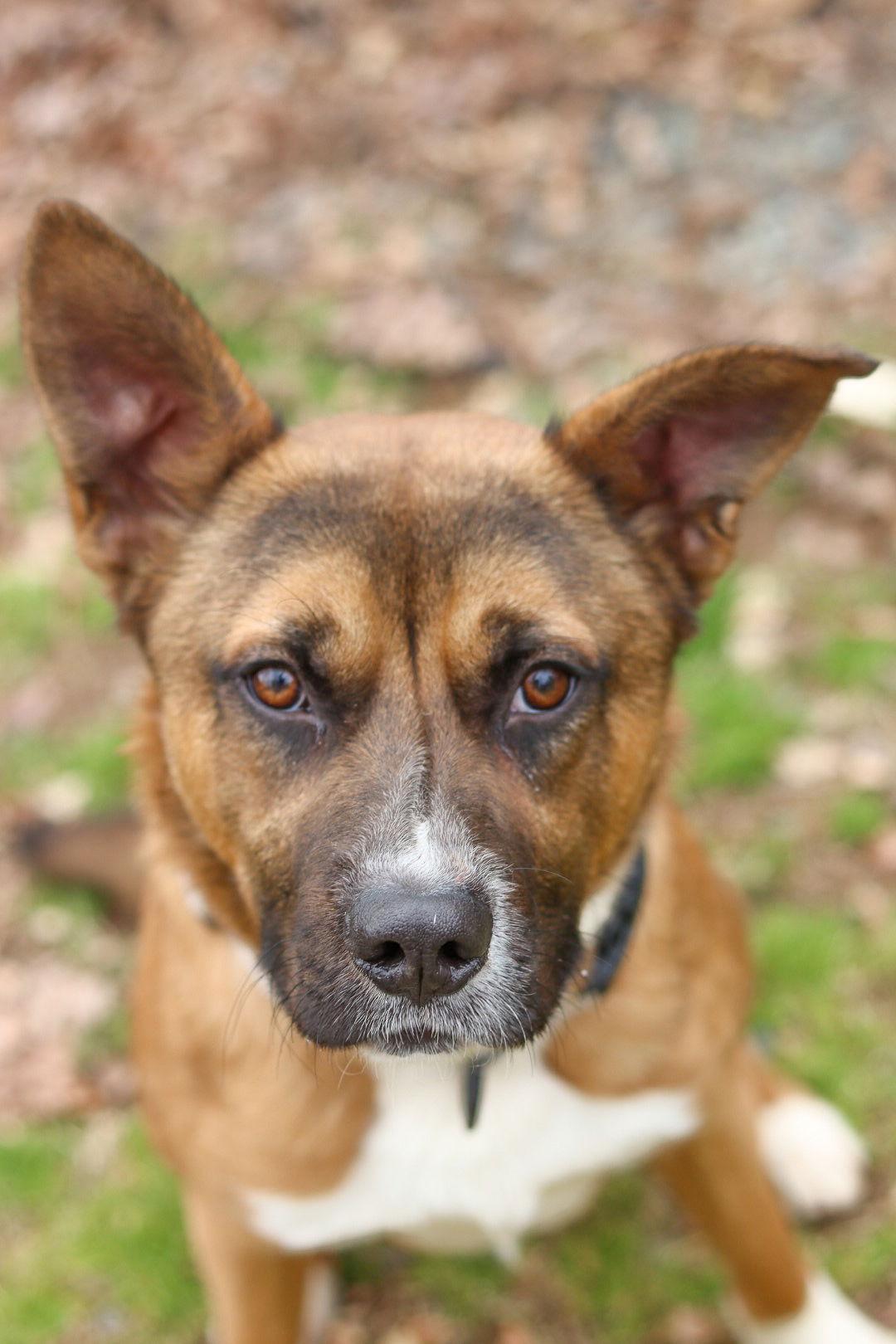 Enlarge Squirrel, a Adoptable Shepherd in Sanford, NC image 1/3