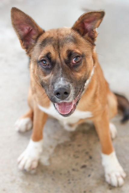 Squirrel, Adoptable, Young Male Shepherd.