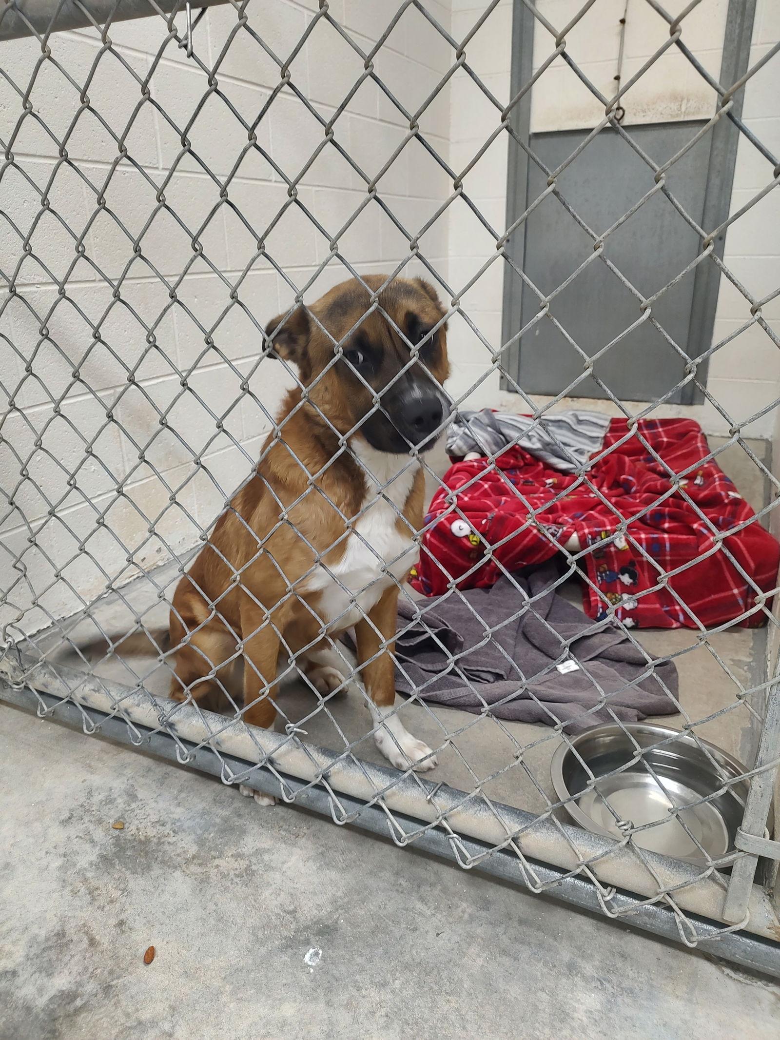 Enlarge Squirrel, a Adoptable Shepherd in Sanford, NC image 3/3