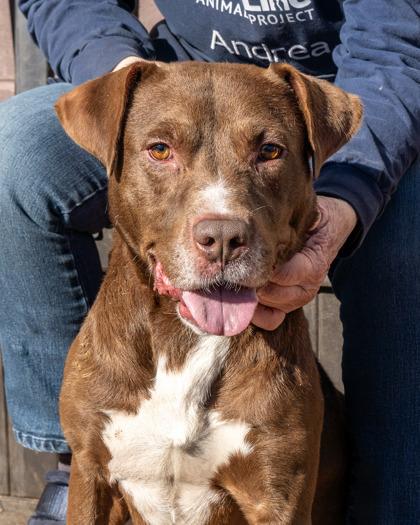 Dynasty-IN FOSTER, Adoptable, Adult Male Mixed Breed & Mixed Breed.